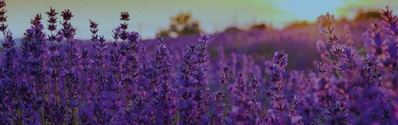 Wannenbad Lavendel Single 